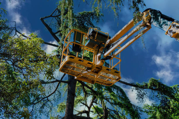 Best Local Tree Services  in Emmaus, PA